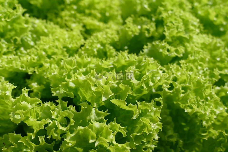 生菜,它比翁多,沙拉