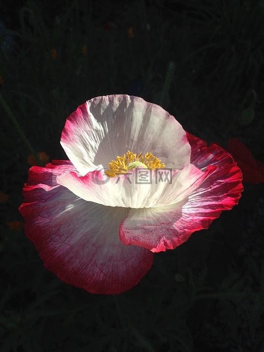 花園,鮮花,罌粟