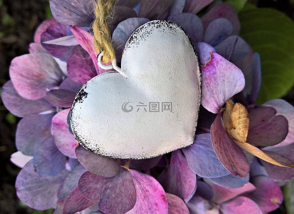 繡球,心臟,秋季