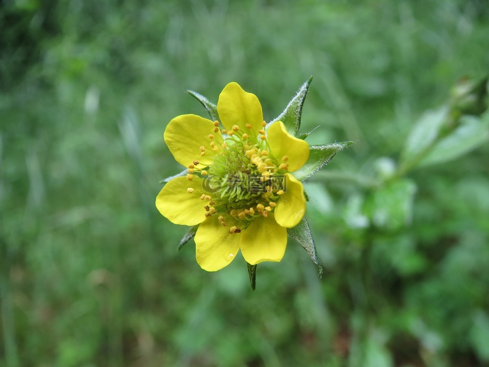 今urbanum,木avens,班納特藥草