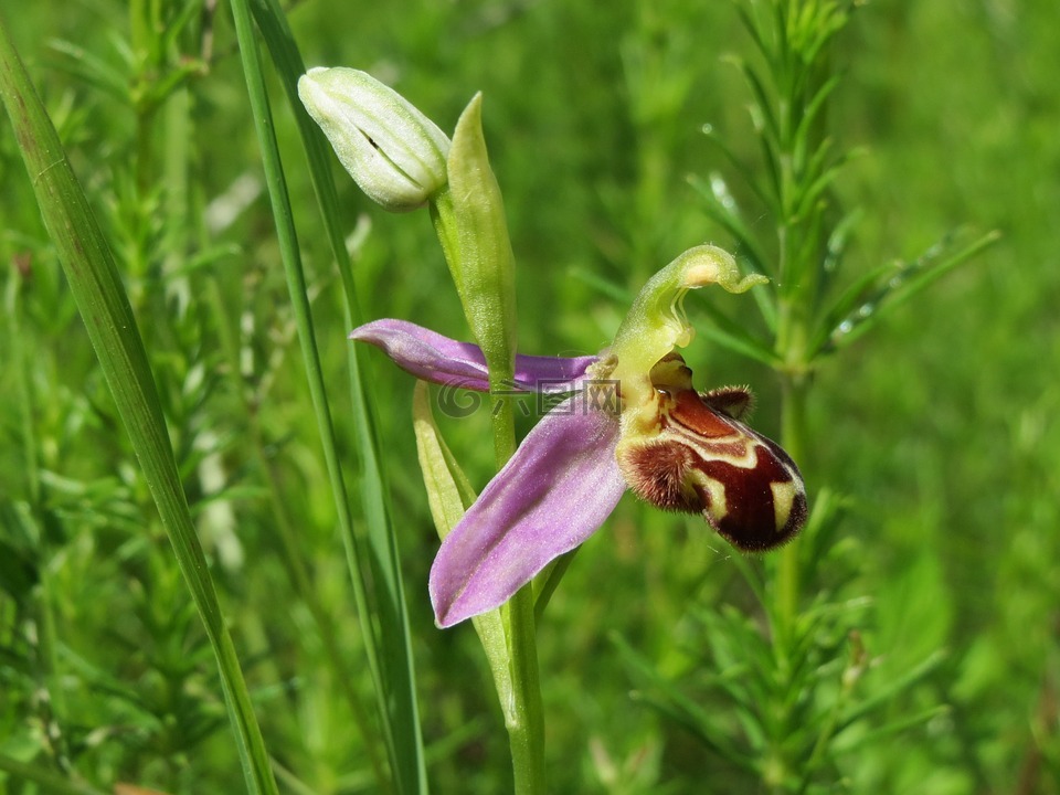 ophrys apifera,蜂蘭,野花