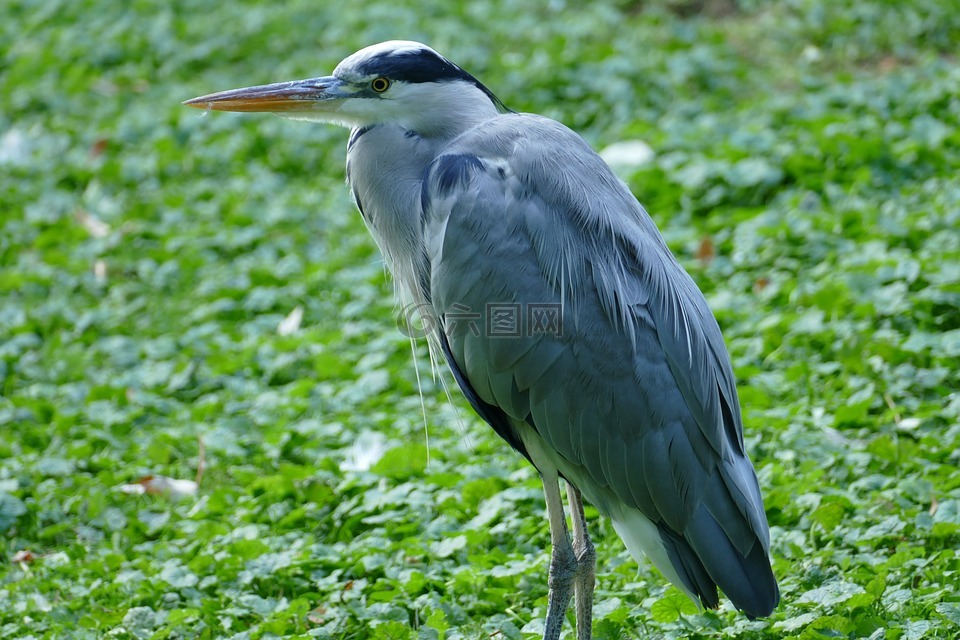蒼鷺,鳥,雙腿