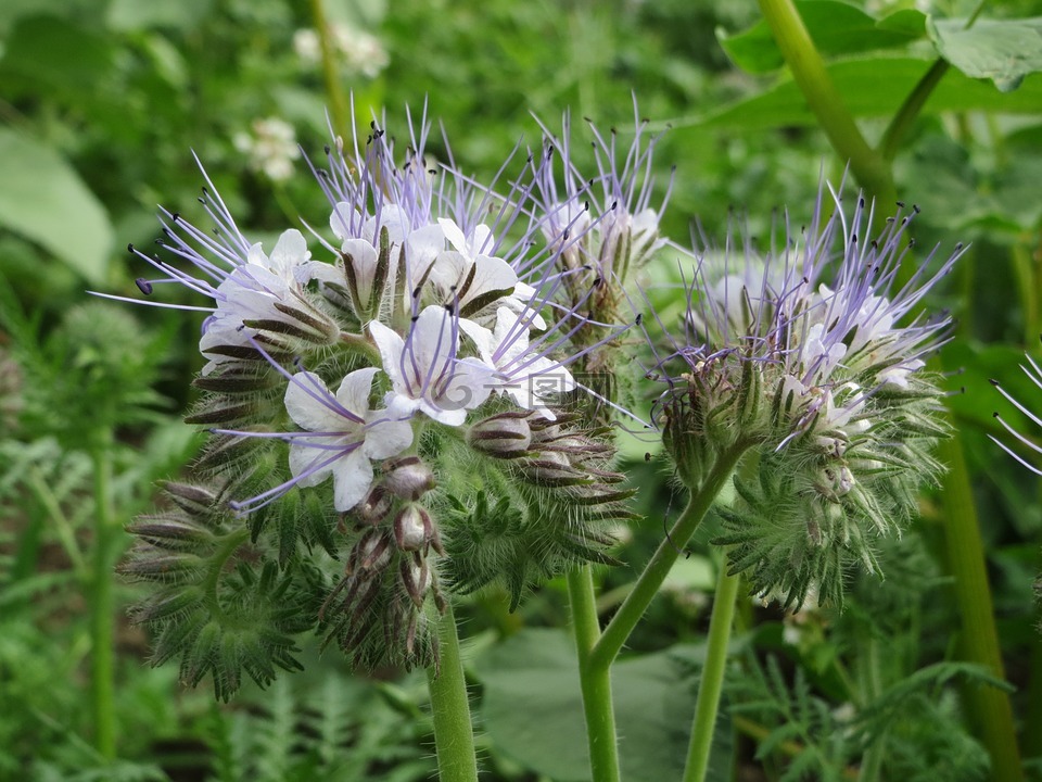 phacelia tanacetifolia,拉齊phacelia,藍艾菊
