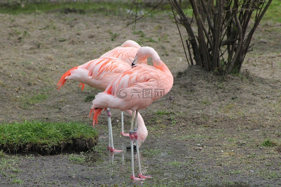 粉紅色的火烈鳥(niǎo),鳥(niǎo),異國(guó)情調(diào)