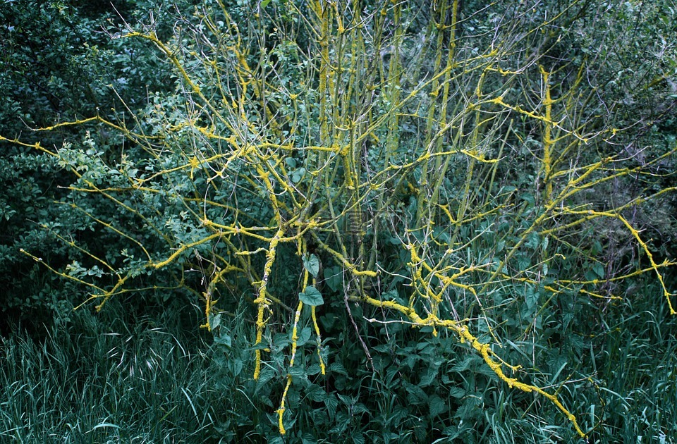 植物,對比,苔
