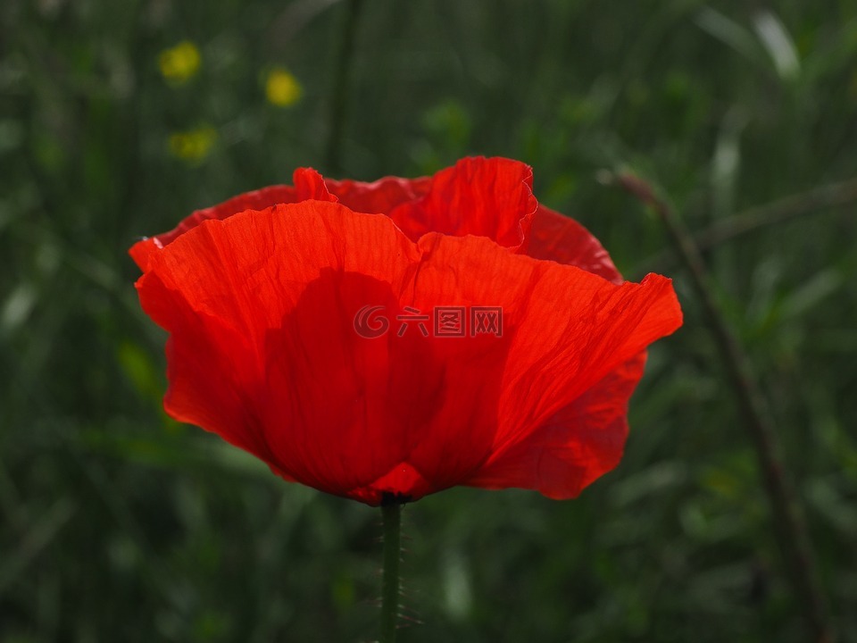 klatschmohn,罂粟花,罂粟