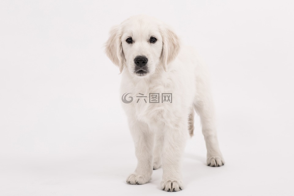 狗,金毛獵犬,小狗