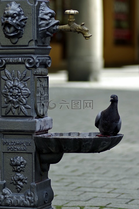 鴿子,飲酒者,水