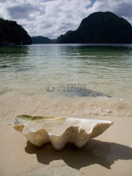 海,貝殼,海灘