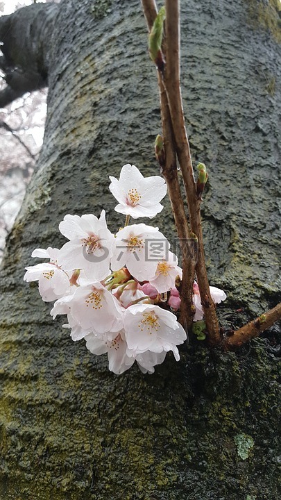 非,櫻桃花,春天