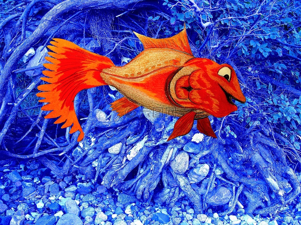 可愛,魚,水