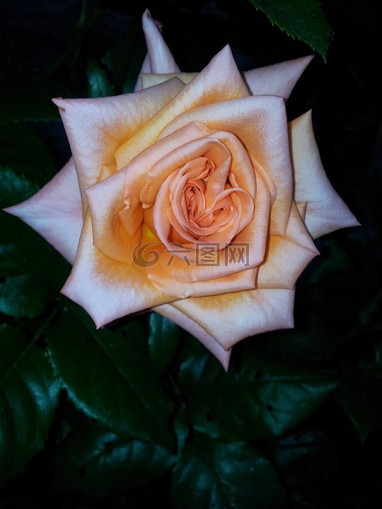 羅莎,玫瑰,花