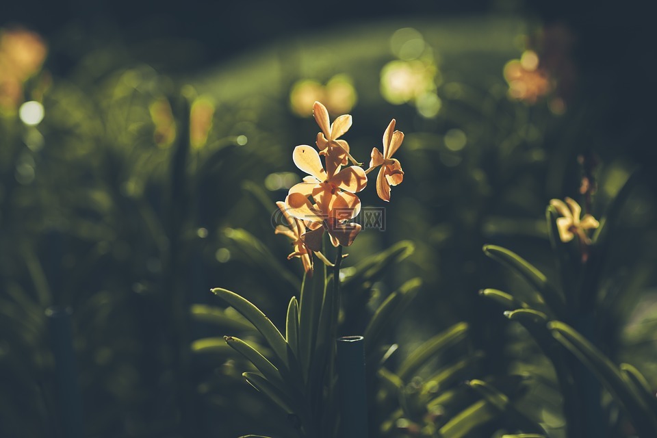 花,花園,蘭花
