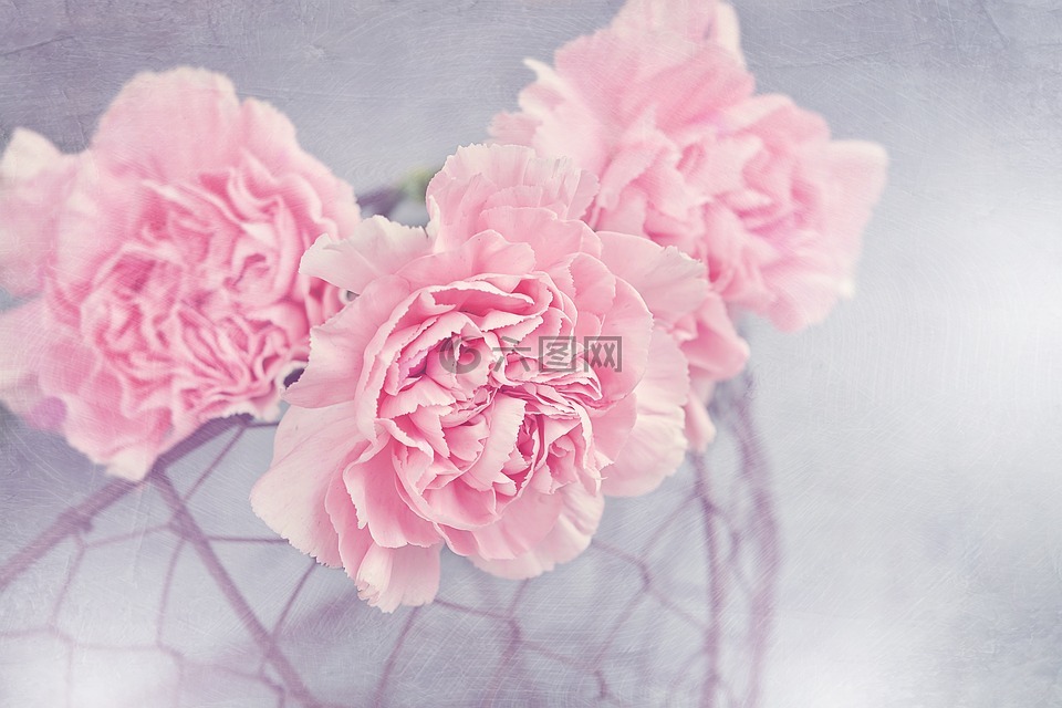 鲜花,丁香,粉红色