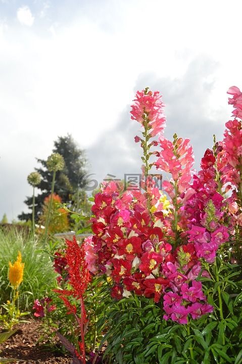 弄點花,鮮花,natur