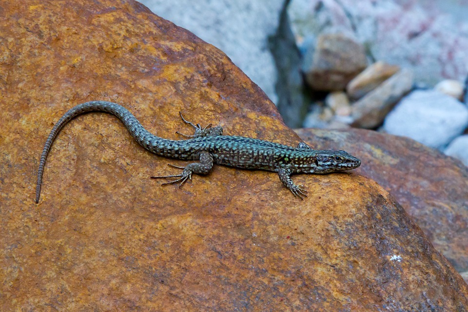 蜥蜴,祖母綠蜥蜴,verzasca