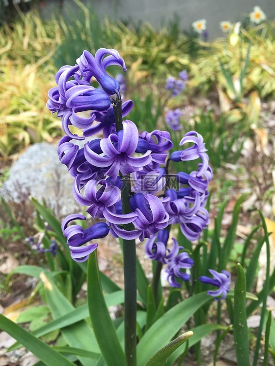 花,奇怪,日本花