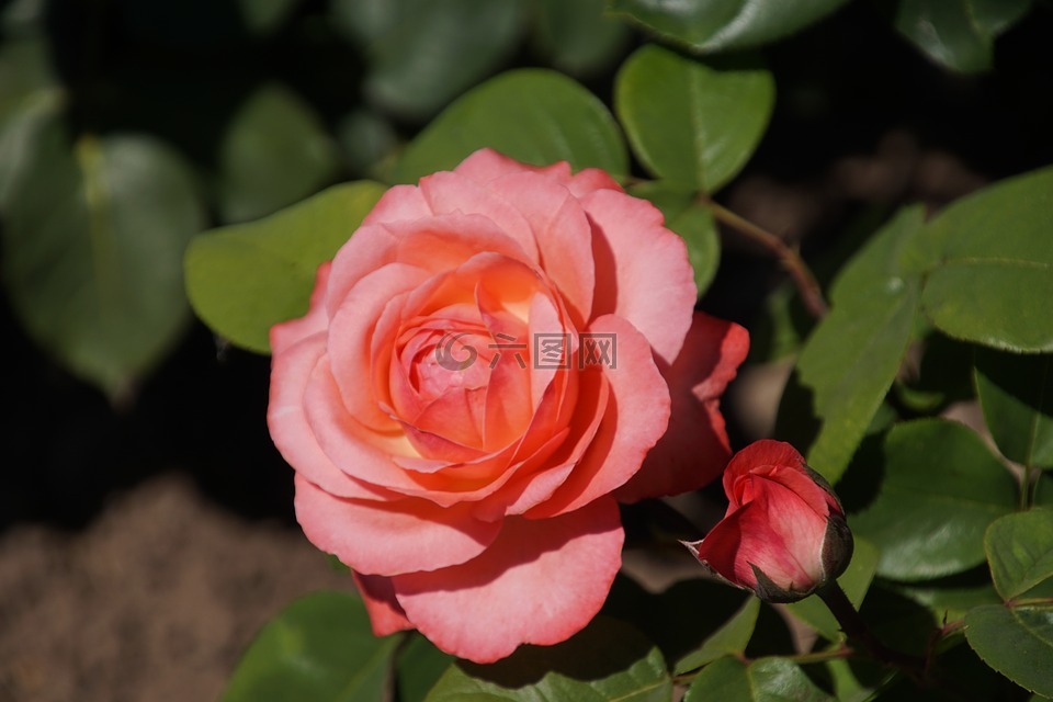 玫瑰,亞琛大教堂,薔薇科