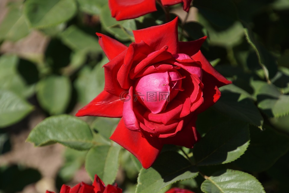玫瑰,勃艮第81,薔薇科
