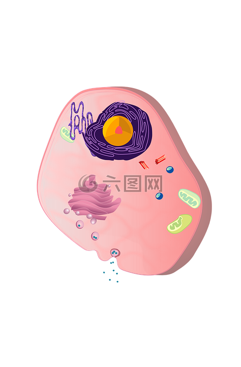 細(xì)胞,細(xì)胞核,plasmosome