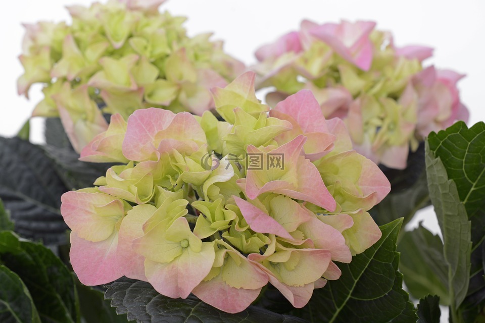 八仙花,花,開花