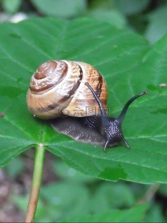 蜗牛,壳,软体动物