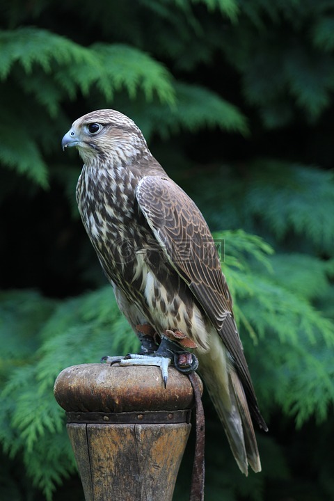 獵鷹,格里芬,鳥