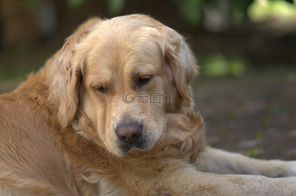 金毛猎犬,狗,宠物