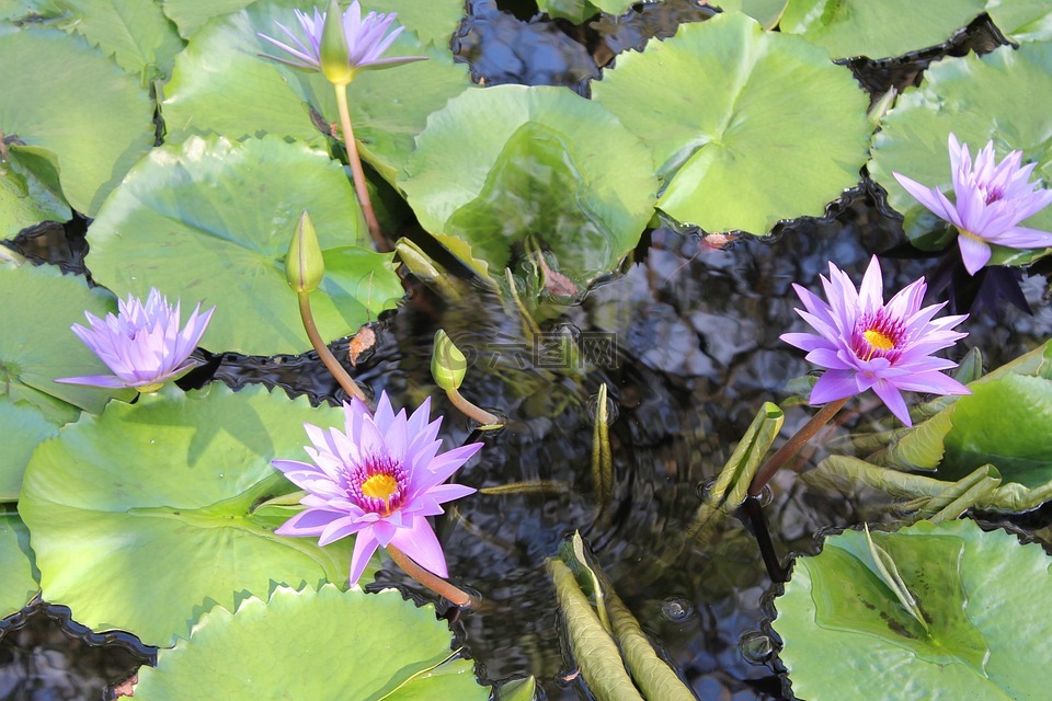 花,禮來墊,水
