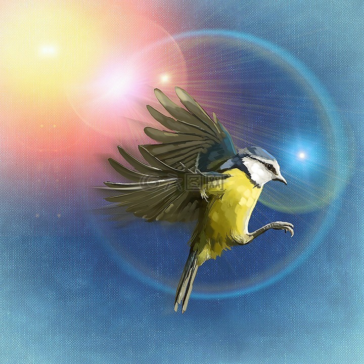 鳥,飛,太陽