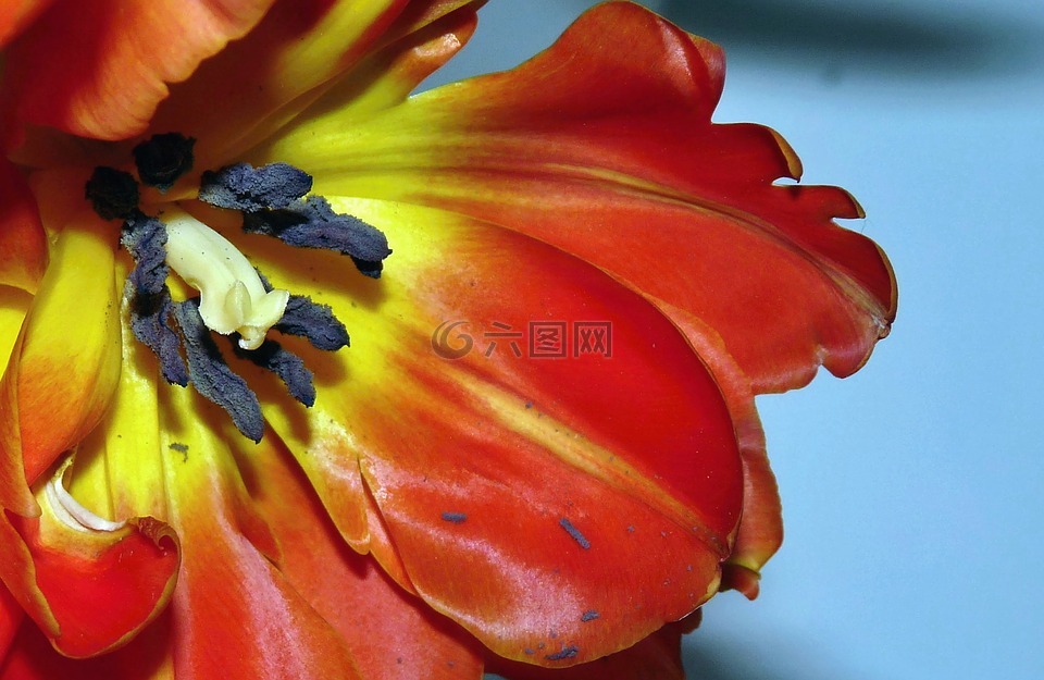 郁金香,開花,一節(jié)