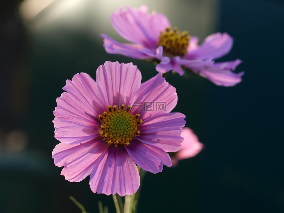 翠菊,花,盛開