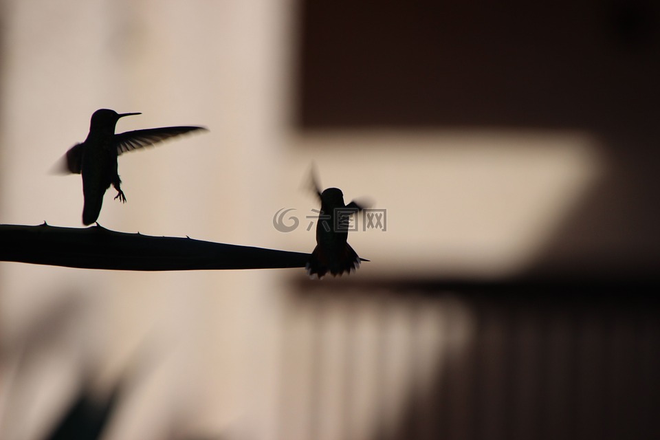 蜂鳥,側(cè)影,飛行