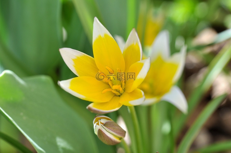 小星的郁金香,花,春天的花