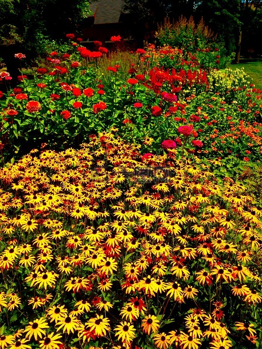 鮮花,康奈爾大學(xué),花園