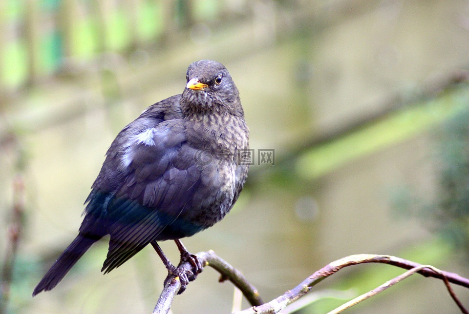 黑鳥,鳥嘴,羽毛