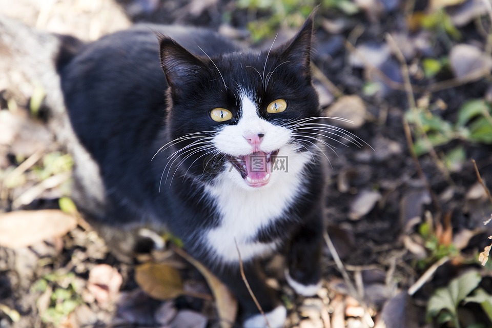猫,眼睛,吻