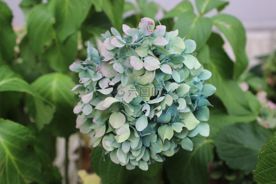 綠色,花卉,性質(zhì)