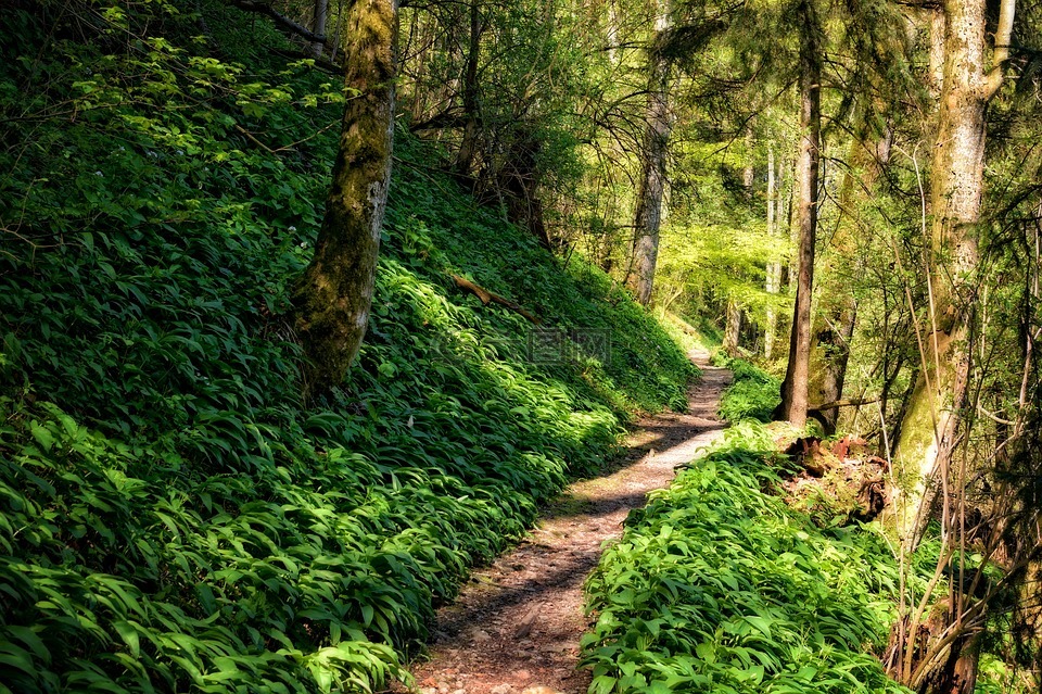 离,路径,森林