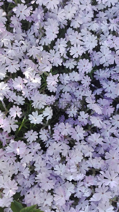 5 月,春天,鮮花