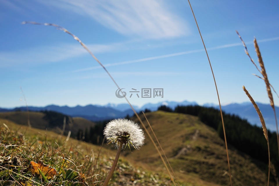 高球,蒲公英,天空