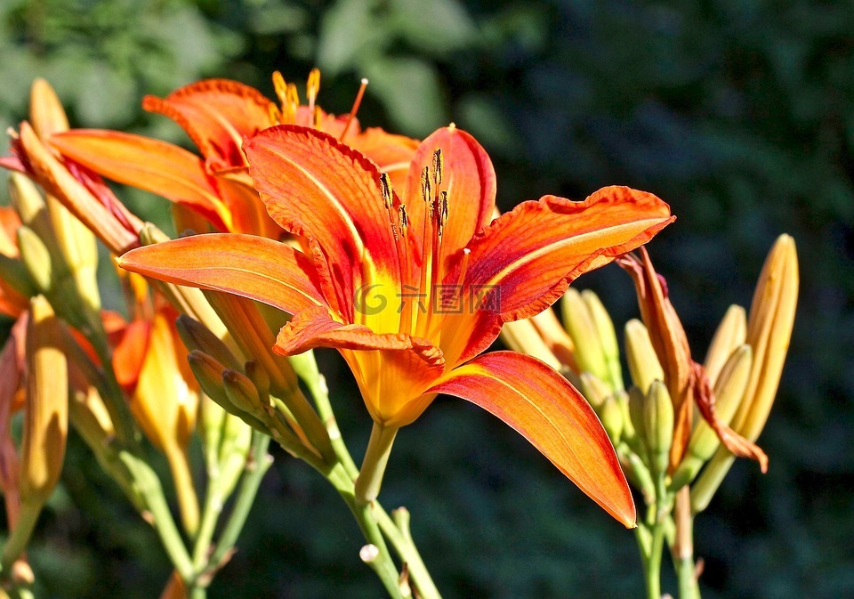 虎金針,鮮花,開花