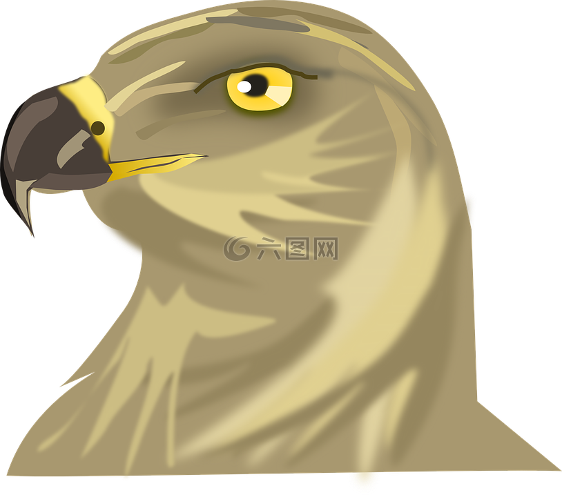 鳥,鷹,頭