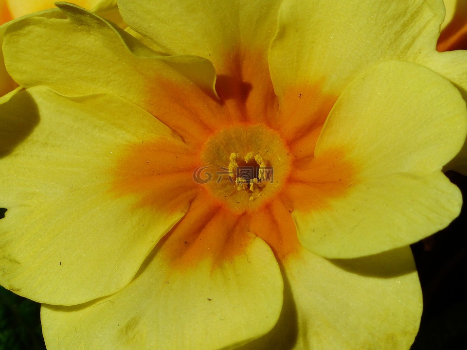 報(bào)春花,花,開(kāi)花