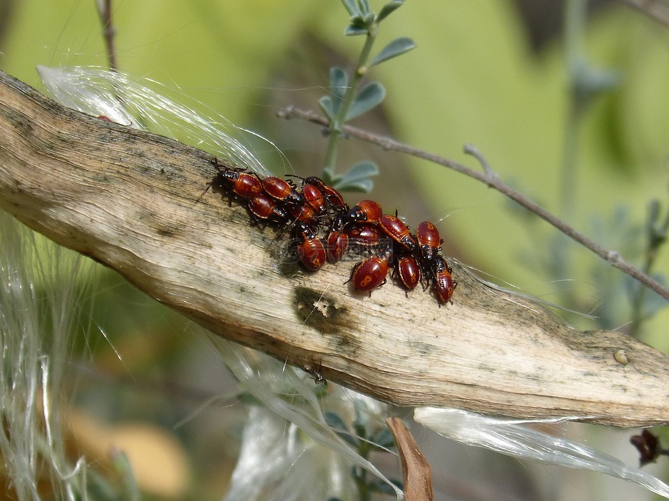 種子,bug,甲殼蟲