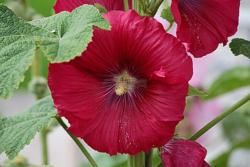 花,红色,红花