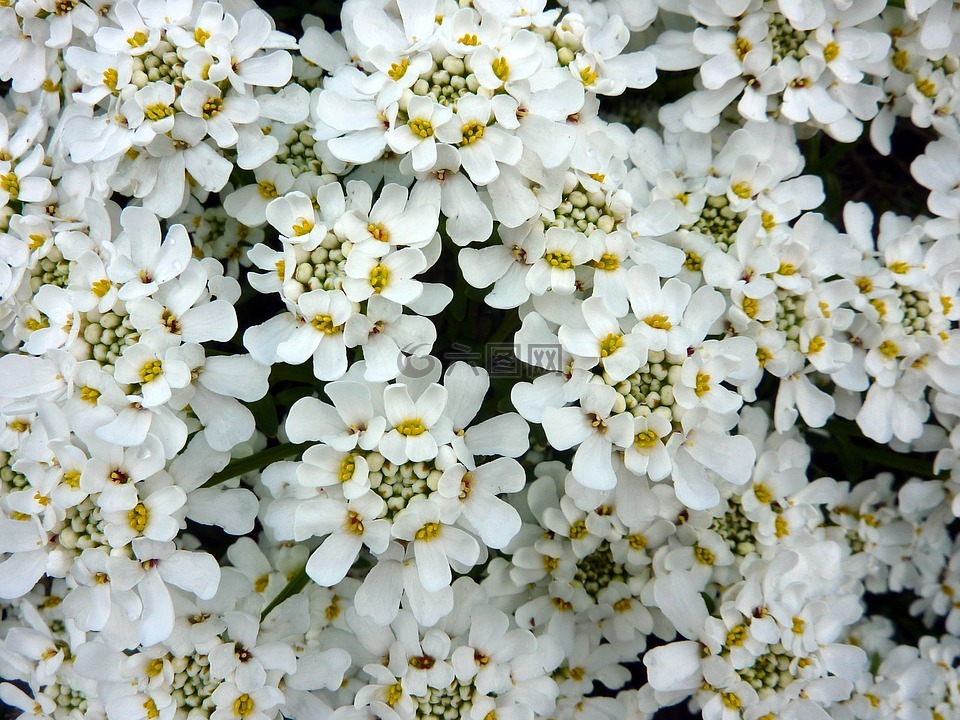 花,白,开花