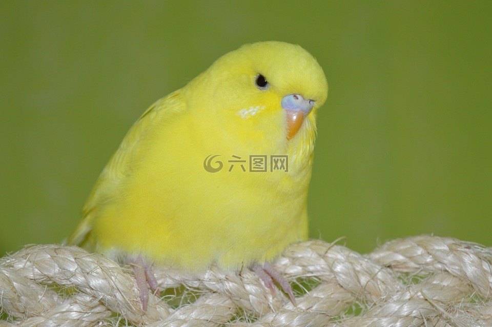 便宜,黃色,齊福格爾