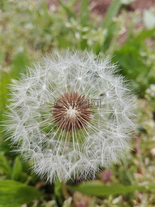 花,春天,顯微攝影