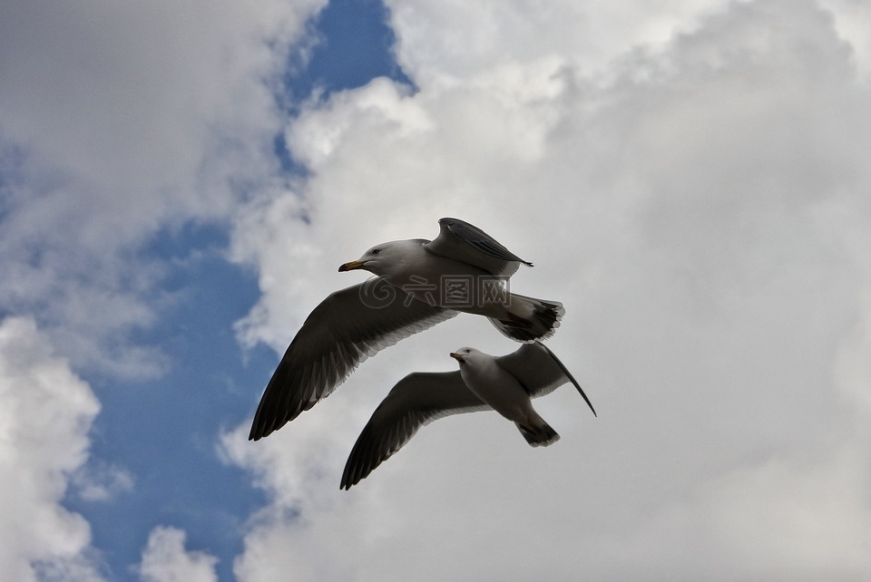 動物,天空,云